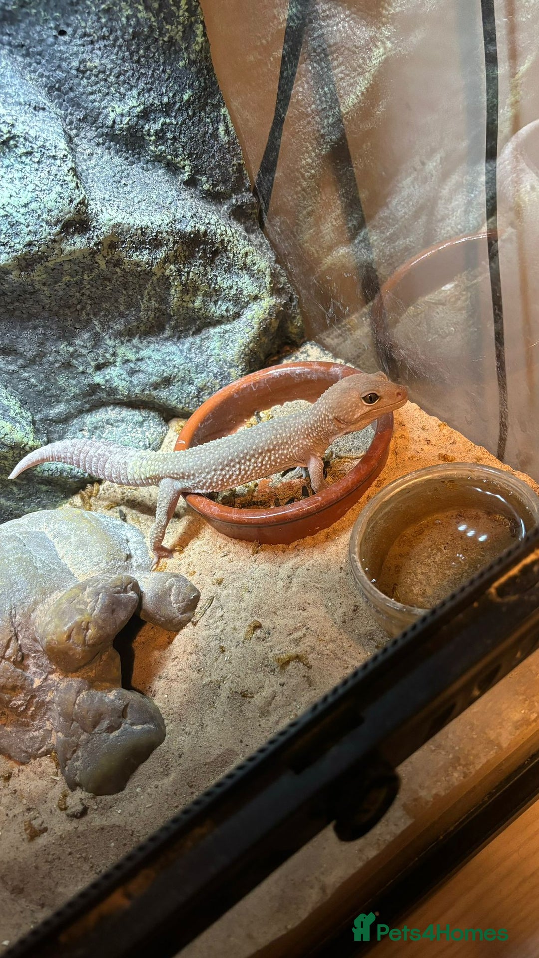 Gecko reptiles for sale: 🦎2 x Leucistic Leopard Geckos + Full Setups  - Advert 1