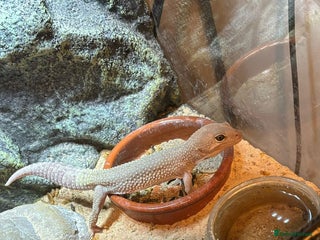 Gecko reptiles 🦎2 x Leucistic Leopard Geckos + Full Setups - Advert 1