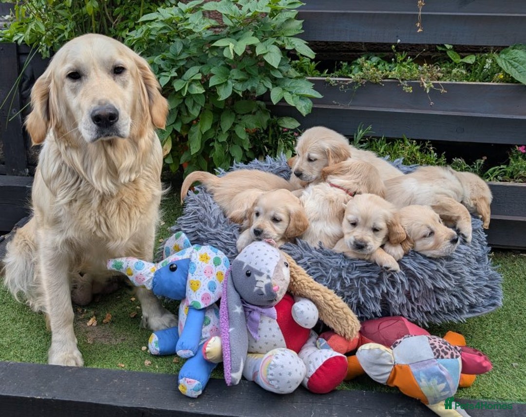 Golden Retriever dogs for sale: Gorgeous Golden Retriever puppies - Image 5