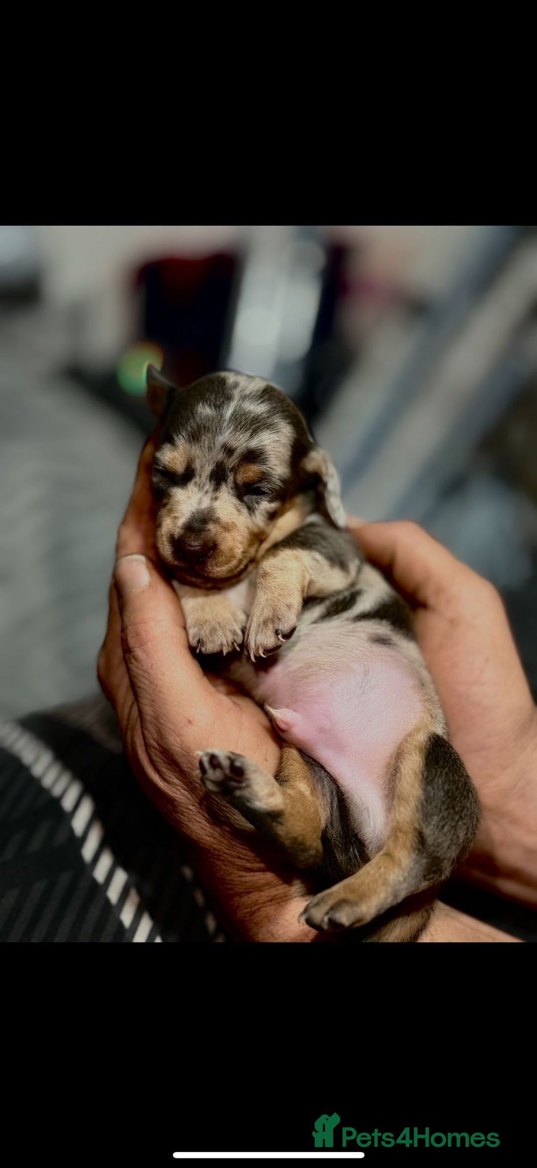 Dachshund dogs for sale: 7 Beautiful dachshund puppies  - Advert 2