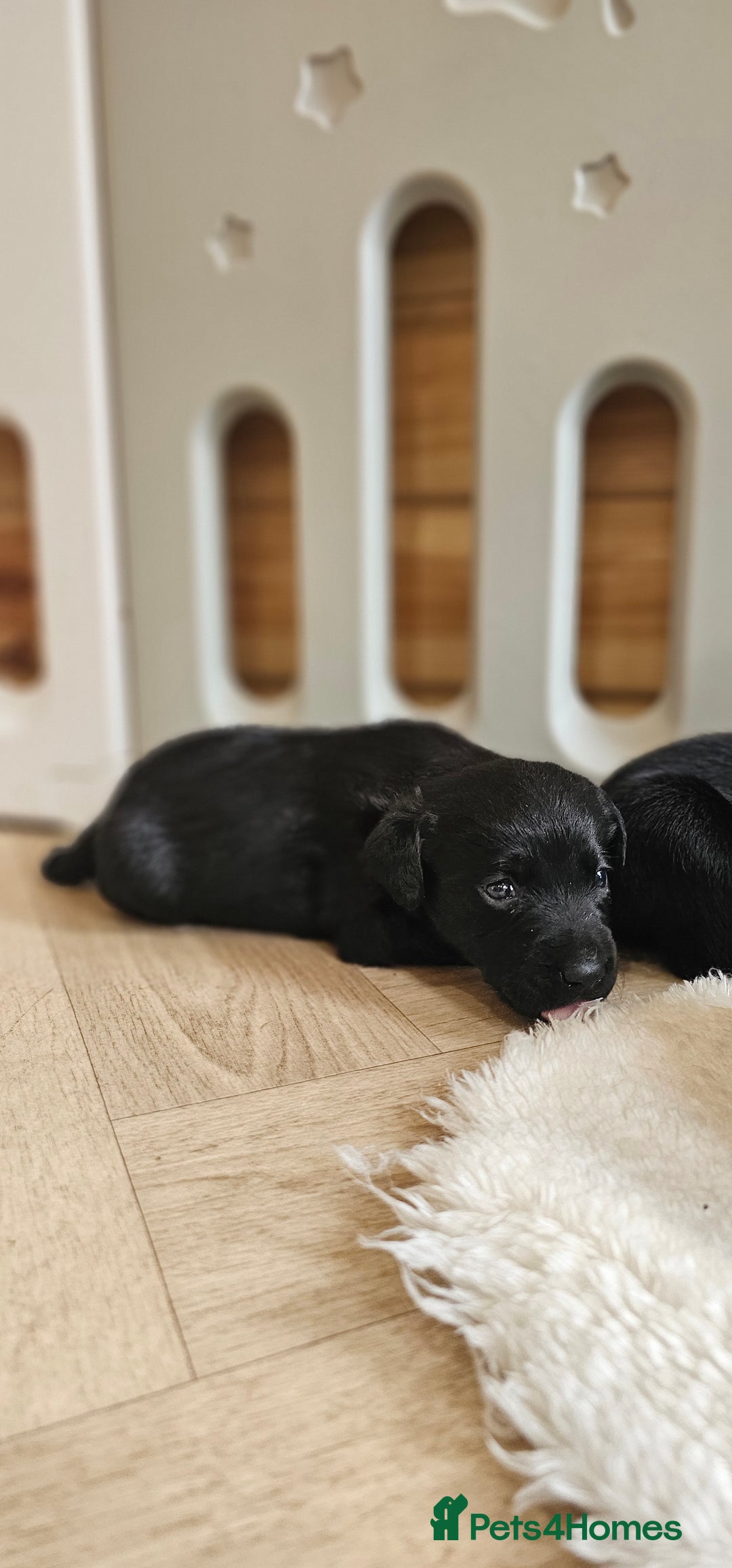 Labrador Retriever dogs for sale: 7 STUNNING BLACK LABRADOR PUPPIES - Image 5
