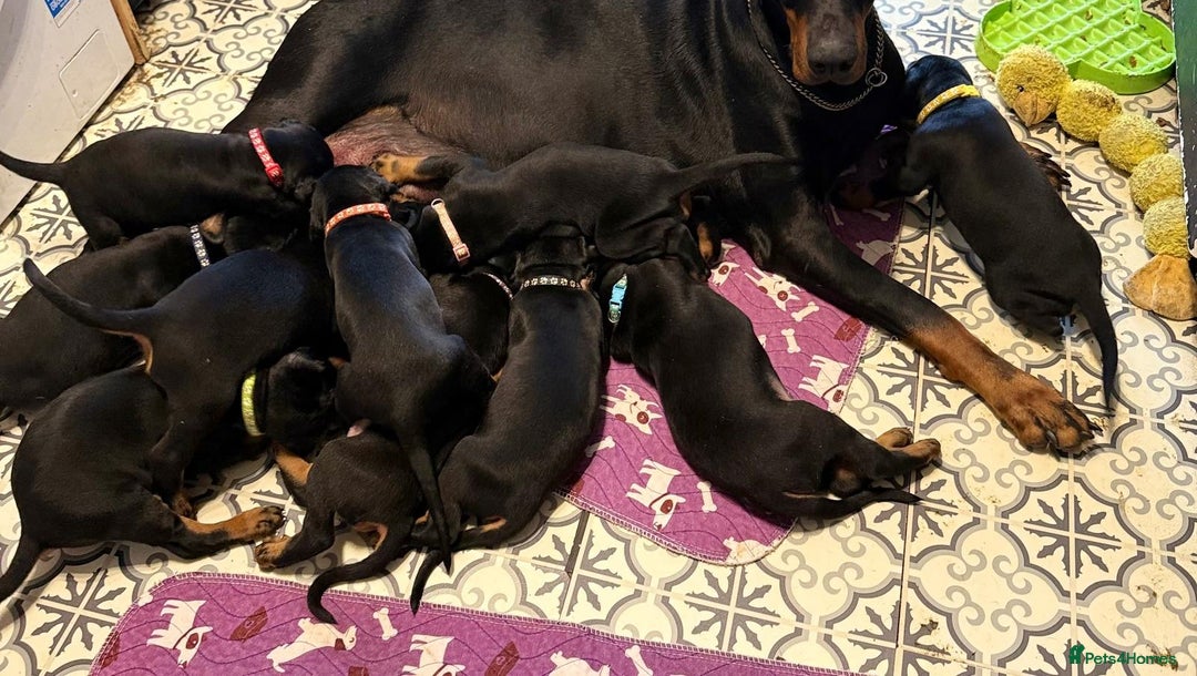 Dobermann dogs for sale: Best quality European Doberman Puppies  - Image 9