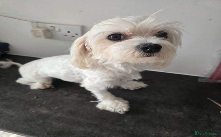 Maltese dogs - Advert 10