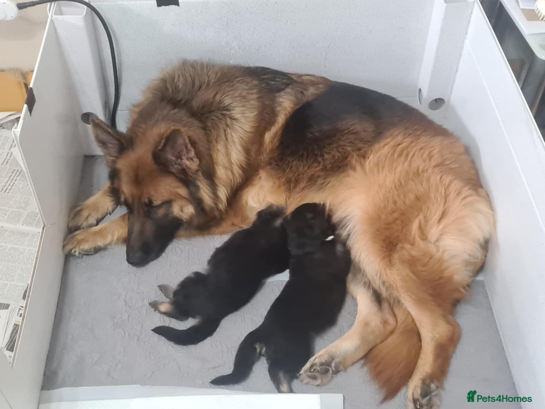 German Shepherd dogs for sale: Long haired Black and Tan German shepherd puppies  - Image 7