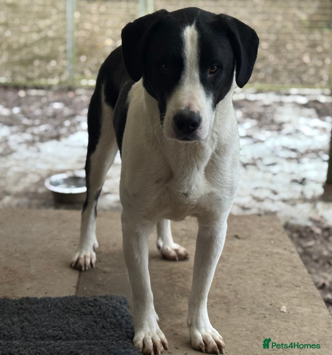 Mixed Breed dogs for adoption: LUCA – TWO YEARS WAITING FOR SOMEONE TO CARE 🐾 - Advert 17