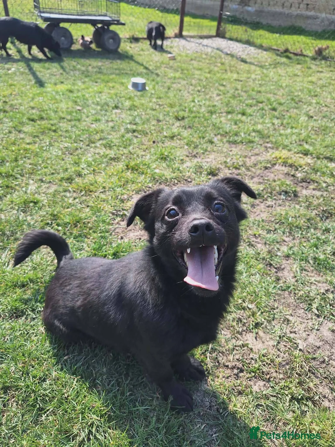 Mixed Breed dogs for adoption: Scotty for adoption in Leighton Buzzard - Advert 1