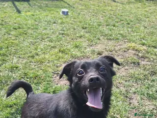 Mixed Breed dogs Scotty for adoption - Advert 1