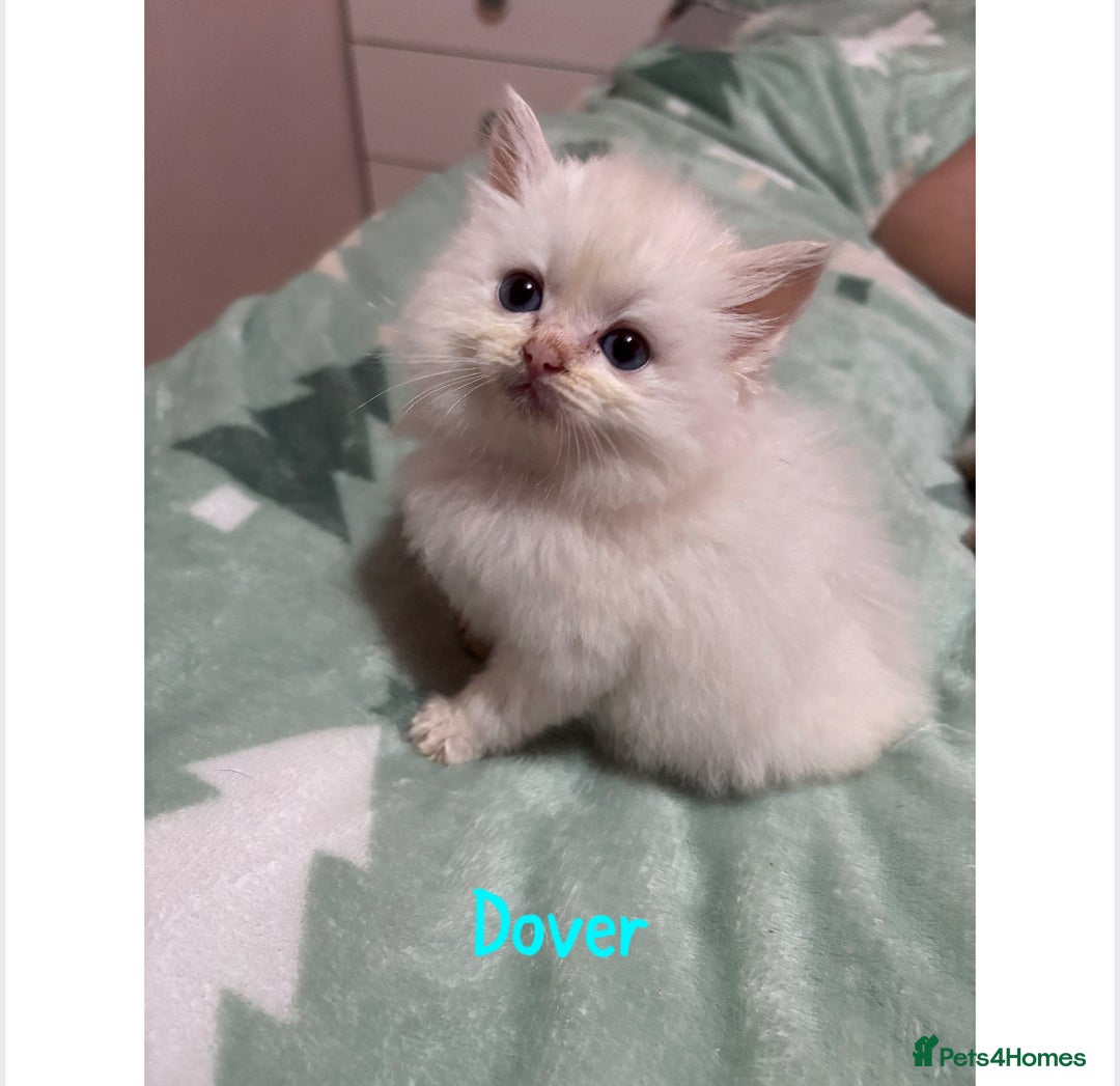 Ragdoll cats for sale: TICA ragdoll and cherubim kittens - Advert 2