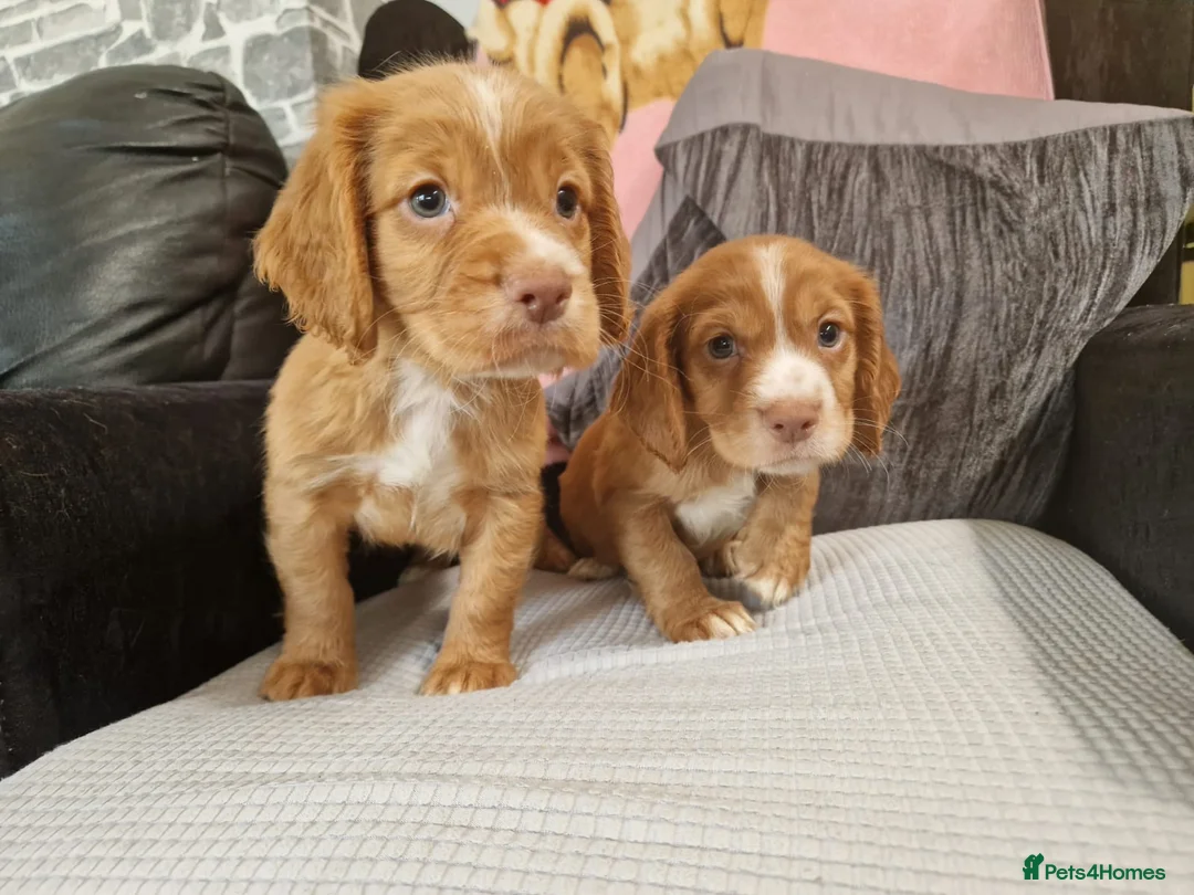 Cocker Spaniel dogs for stud: HEALTH TESTED KC WORKING COCKER SPANIEL STUD in Wolverhampton - Advert 7