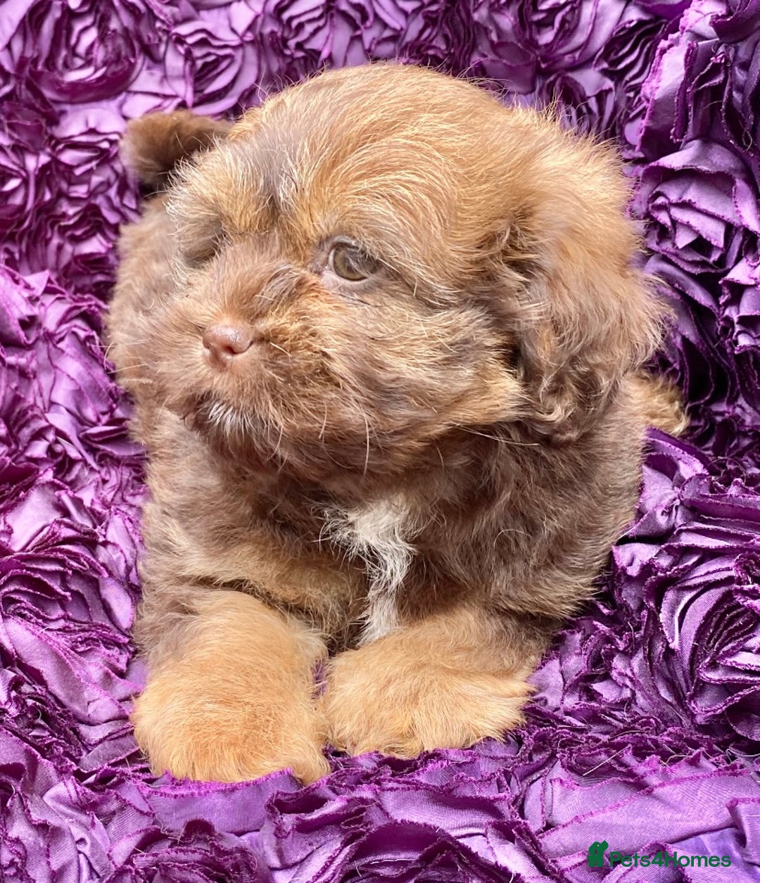 Mixed Breed dogs for sale: 🌟BUNDLES OF JOY 🐶 SUPER CUTE MALSHIPOO PUPS - Image 23