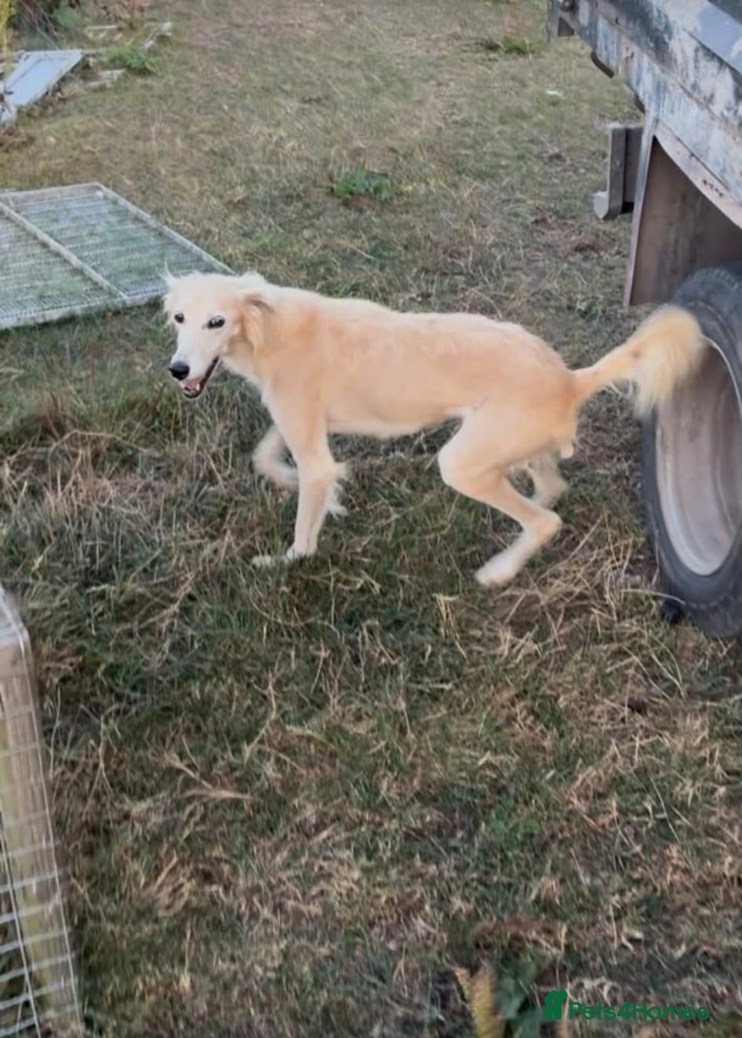Saluki dogs Ten month old pure silver grizzle dog pup (KC reg) - Advert 15