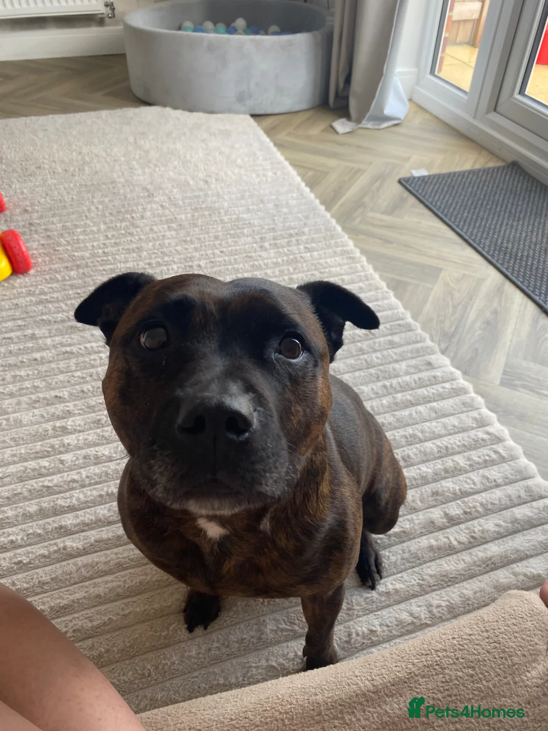 Staffordshire Bull Terrier dogs for sale: 7 year old female staffy  - Advert 1