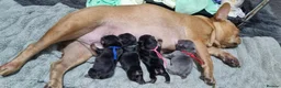 French Bulldog dogs for sale: French bulldogs  in Blackpool - Advert 15