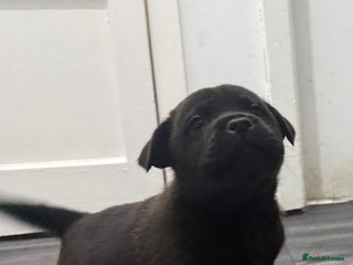 Mixed Breed dogs Dog dog dog - Advert 4