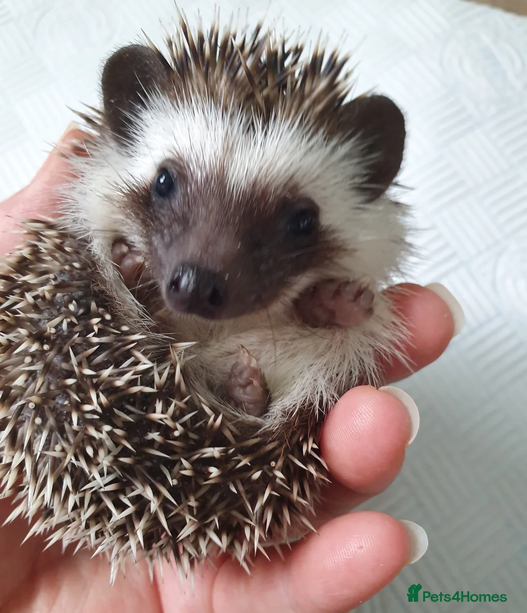 Pygmy Hedgehog rodents for sale: Full pedigree African pygmy hedgehog babies  - Advert 2