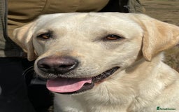 Labrador Retriever dogs for sale: Stunning KC Reg Yellow Labrador Puppies - Image 5