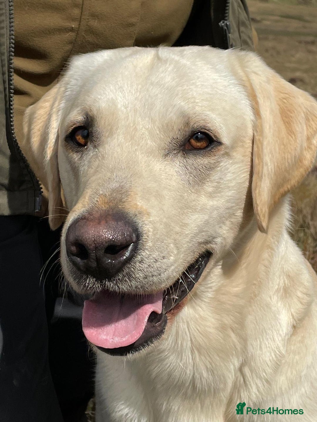 Labrador Retriever dogs for sale: Stunning KC Reg Yellow Labrador Puppies - Image 5