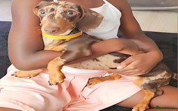 Miniature Dachshund dogs for sale: 7 month old Gorgeous Miniature Dachshund- Dapple - Image 1