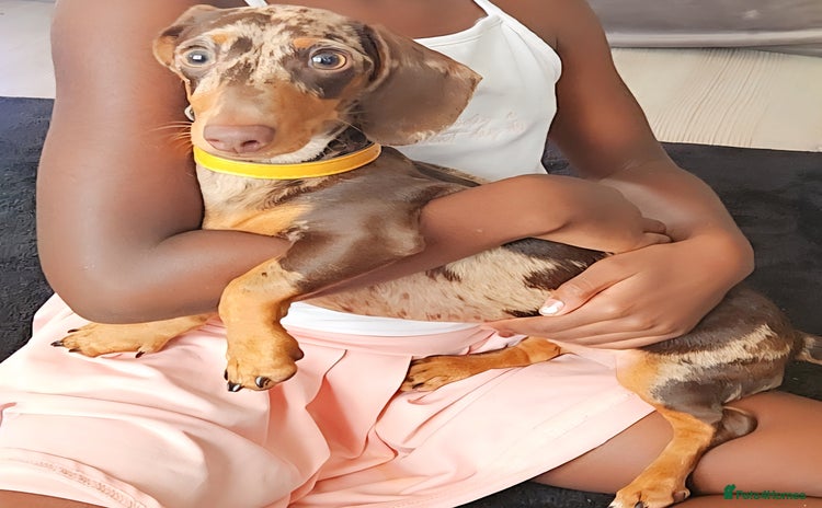 Miniature Dachshund dogs - Advert 1
