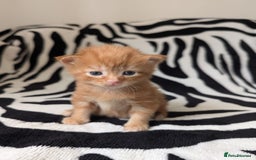 Mixed Breed cats for sale: Kittens - Image 4
