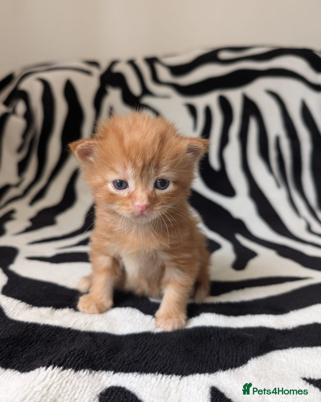 Mixed Breed cats for sale: Kittens - Image 4