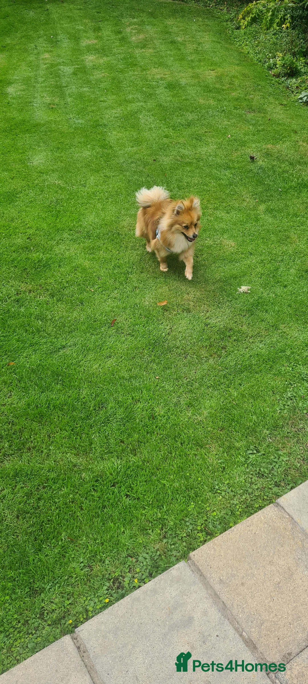 Pomeranian dogs for sale: Pomeranian 23 mths old male - Advert 2