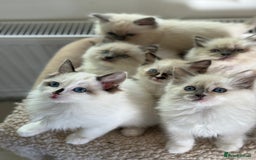 Ragdoll cats for sale: Gorgeous fluffy and friendly kittens  - Image 10