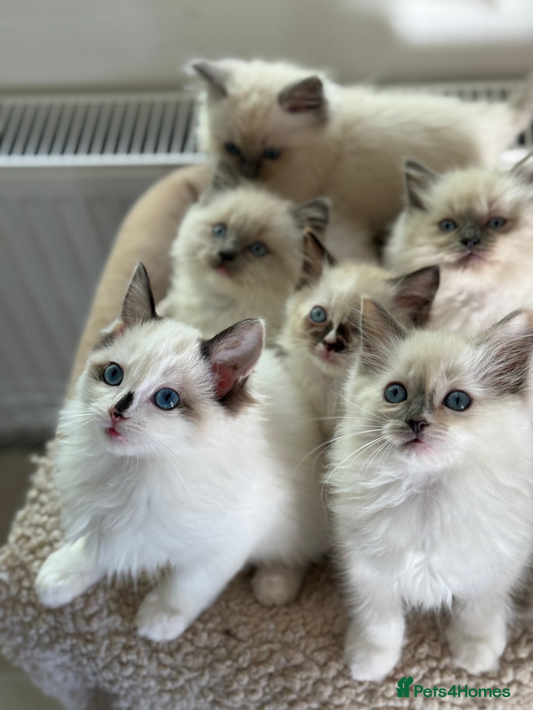 Ragdoll cats for sale: Gorgeous fluffy and friendly kittens  - Image 10