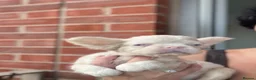 French Bulldog dogs for sale: BLUE AND PINK FLOODLES/FULL FLUFFY  FRENCH PUPPIES - Advert 24