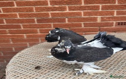 Pigeons birds for sale: Exhibition Indian Garden Fantails  - Image 2
