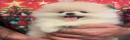 Pomeranian dogs for sale: 2 Beautiful Pomeranian Boys  - Advert 19