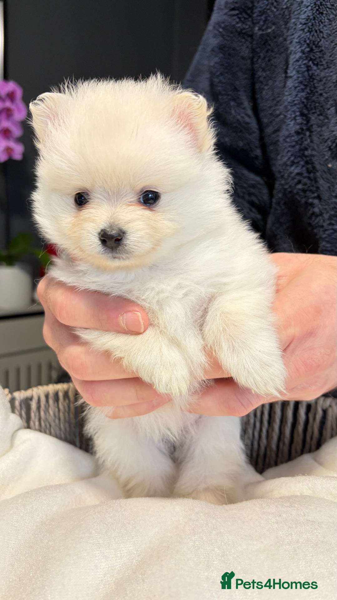 Pomeranian dogs for sale: Pomeranian Puppies 💗 - Advert 8