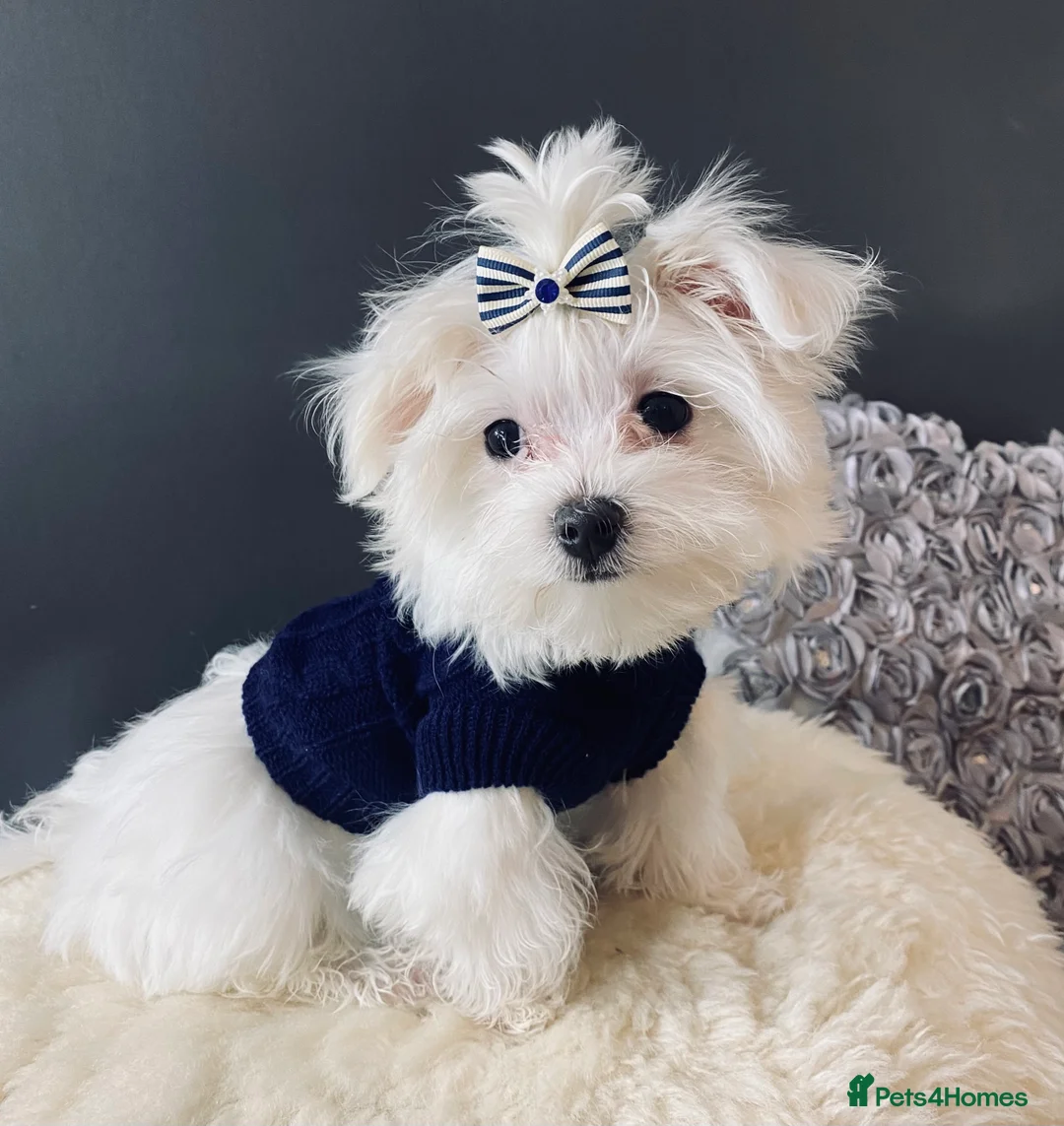 Maltese dogs for sale: ✨ Outstanding KC korean Maltese Puppies ✨ - Advert 26