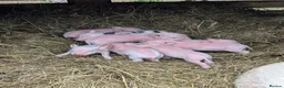 Pig livestock for sale: Julianna Micro 't-cup' piglets  - Advert 2
