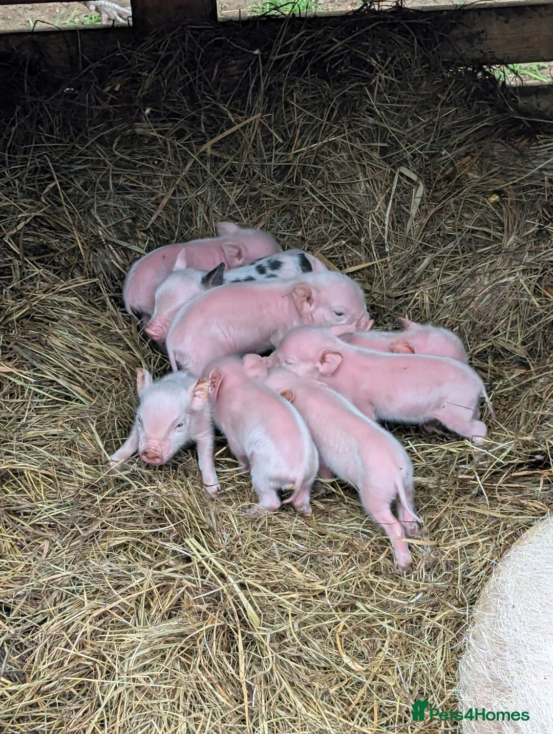 Pig livestock for sale: Julianna Micro 't-cup' piglets  - Advert 2