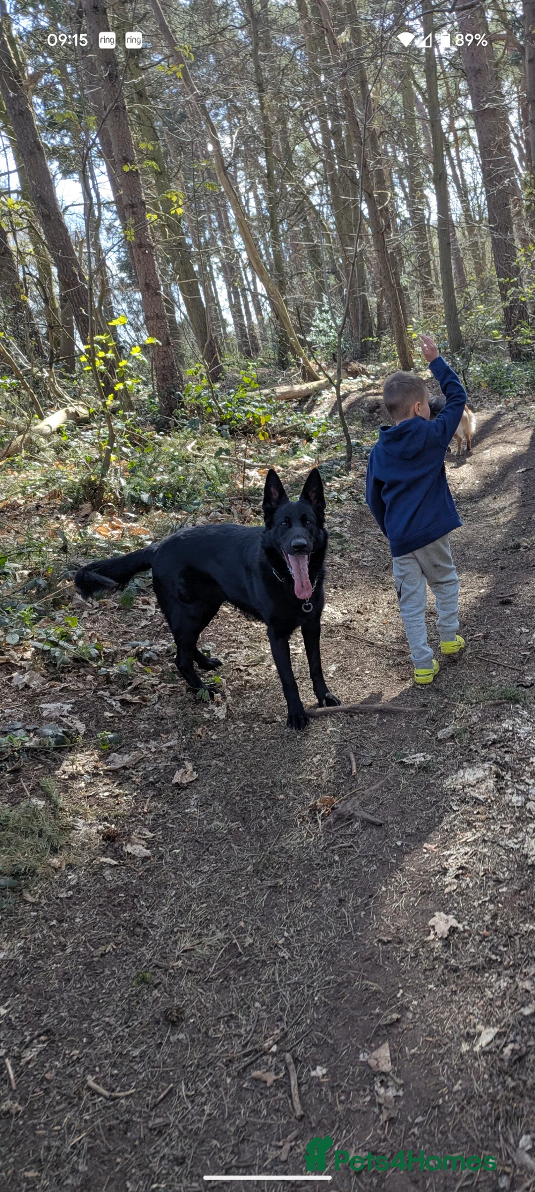German Shepherd dogs for stud: Black German Shepherd Stud KC  in Halesowen - Advert 7