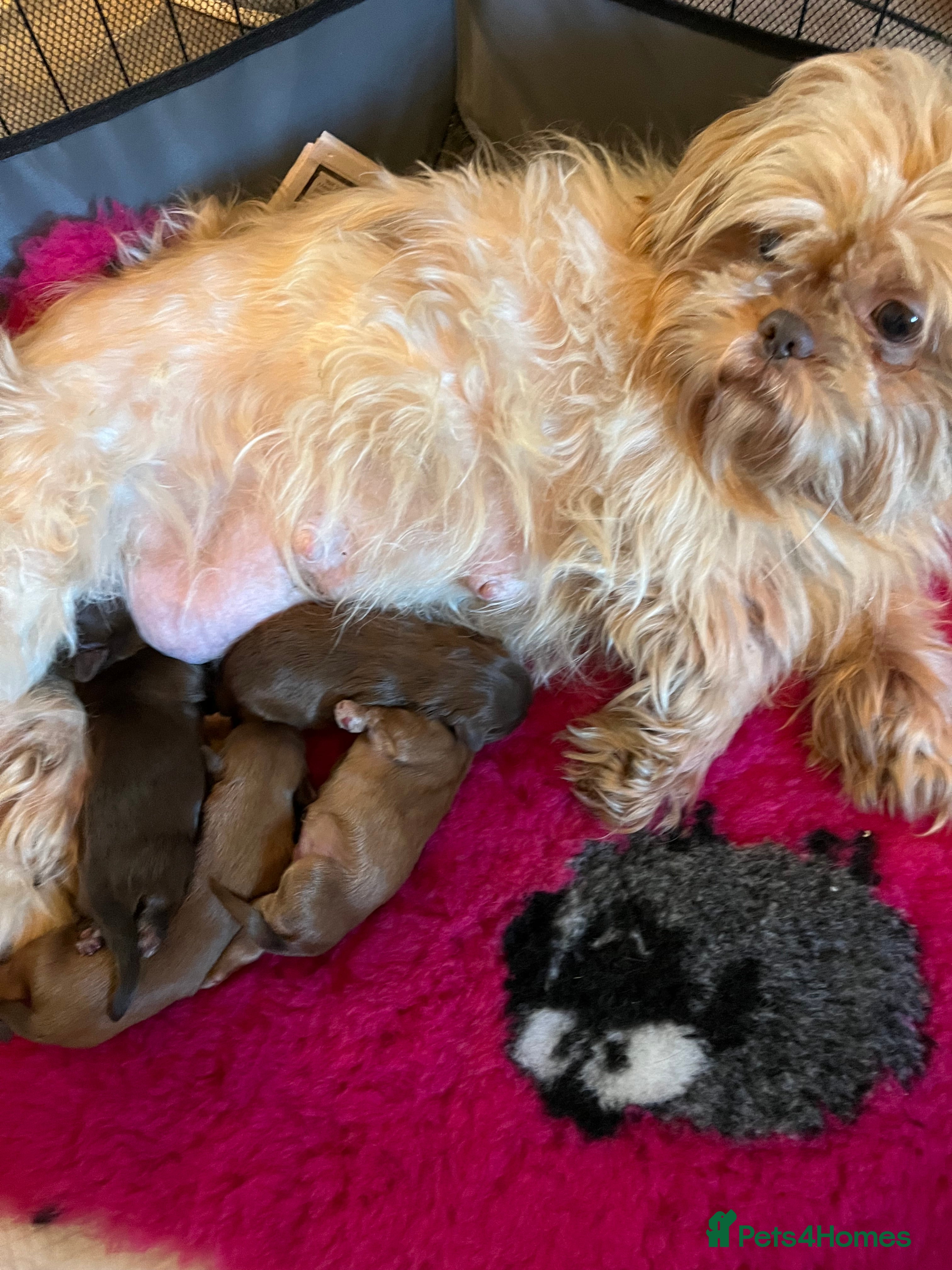 Shih Tzu dogs Adorable Shih Tzu puppies - Advert 9