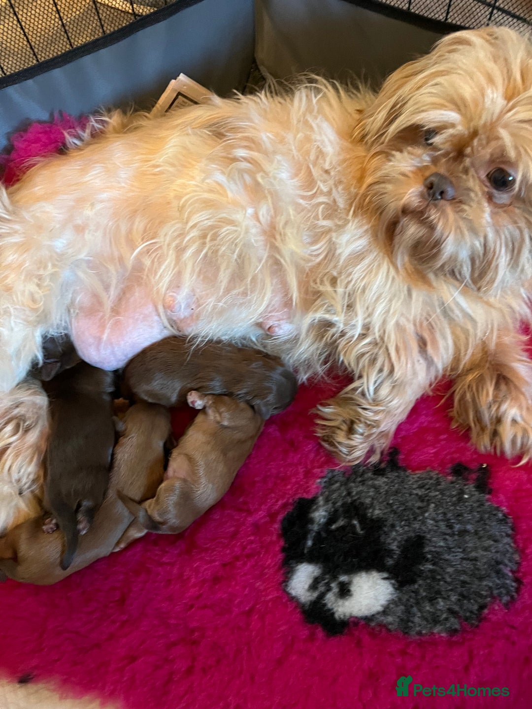 Shih Tzu dogs for sale: Adorable Shih Tzu puppies - Advert 1