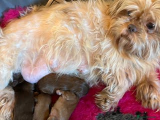 Shih Tzu dogs Adorable Shih Tzu puppies - Advert 4