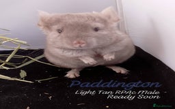 Chinchilla rodents for sale: Baby RPA /RPAc Chinchillas ready soon - Image 1