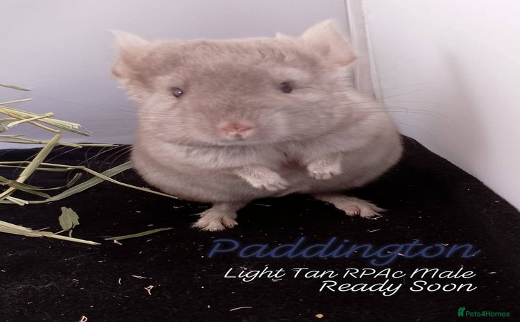 Chinchilla rodents for sale - Advert 1