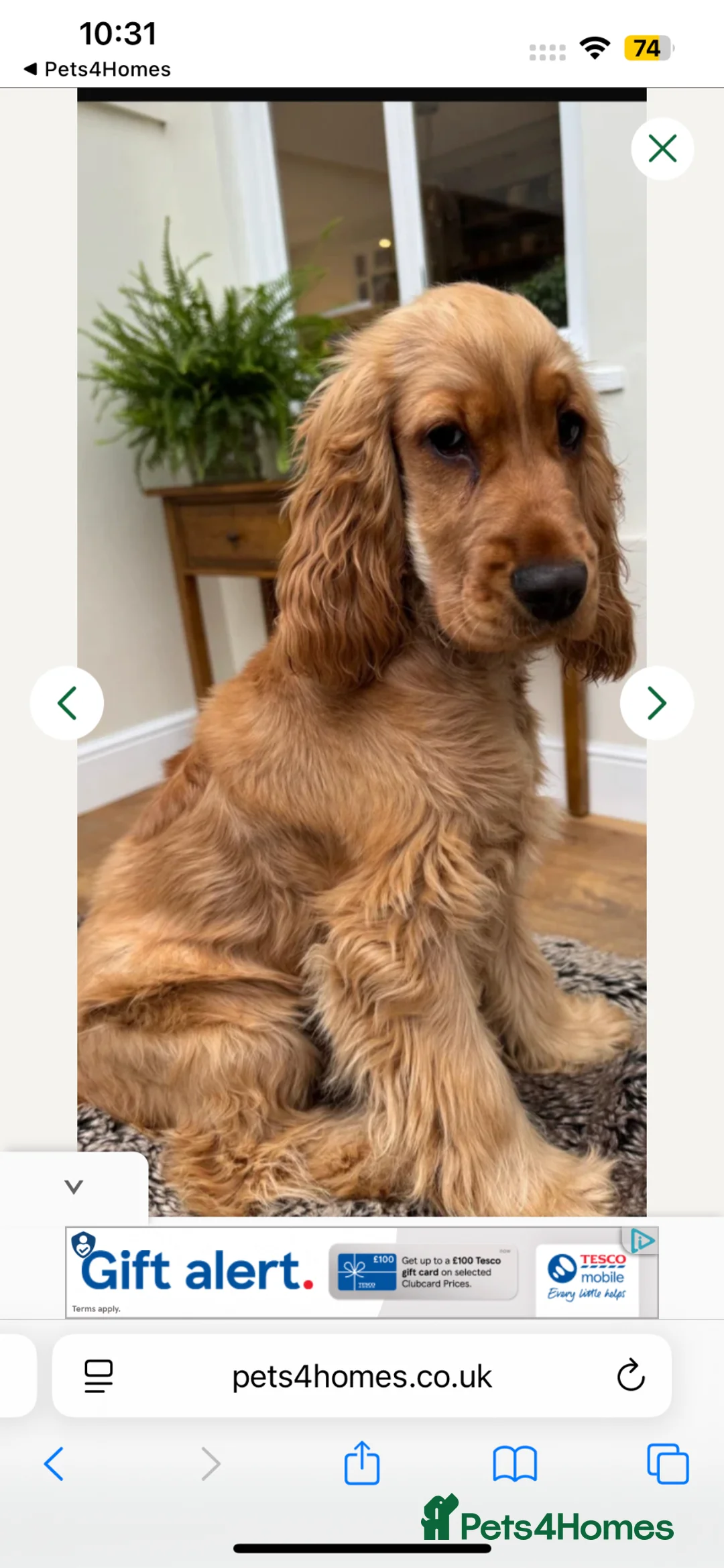 Cocker Spaniel dogs for sale: 2 stunning true to the type show cocker 🐶  - Advert 14
