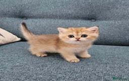 Scottish Fold cats for sale: Excellent Scottish fold kittens  - Image 35