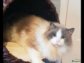 Ragdoll cats Champion blue bicolour ragdoll stud in Waterlooville - Advert 16