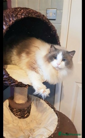 Ragdoll cats in Waterlooville - Advert 5