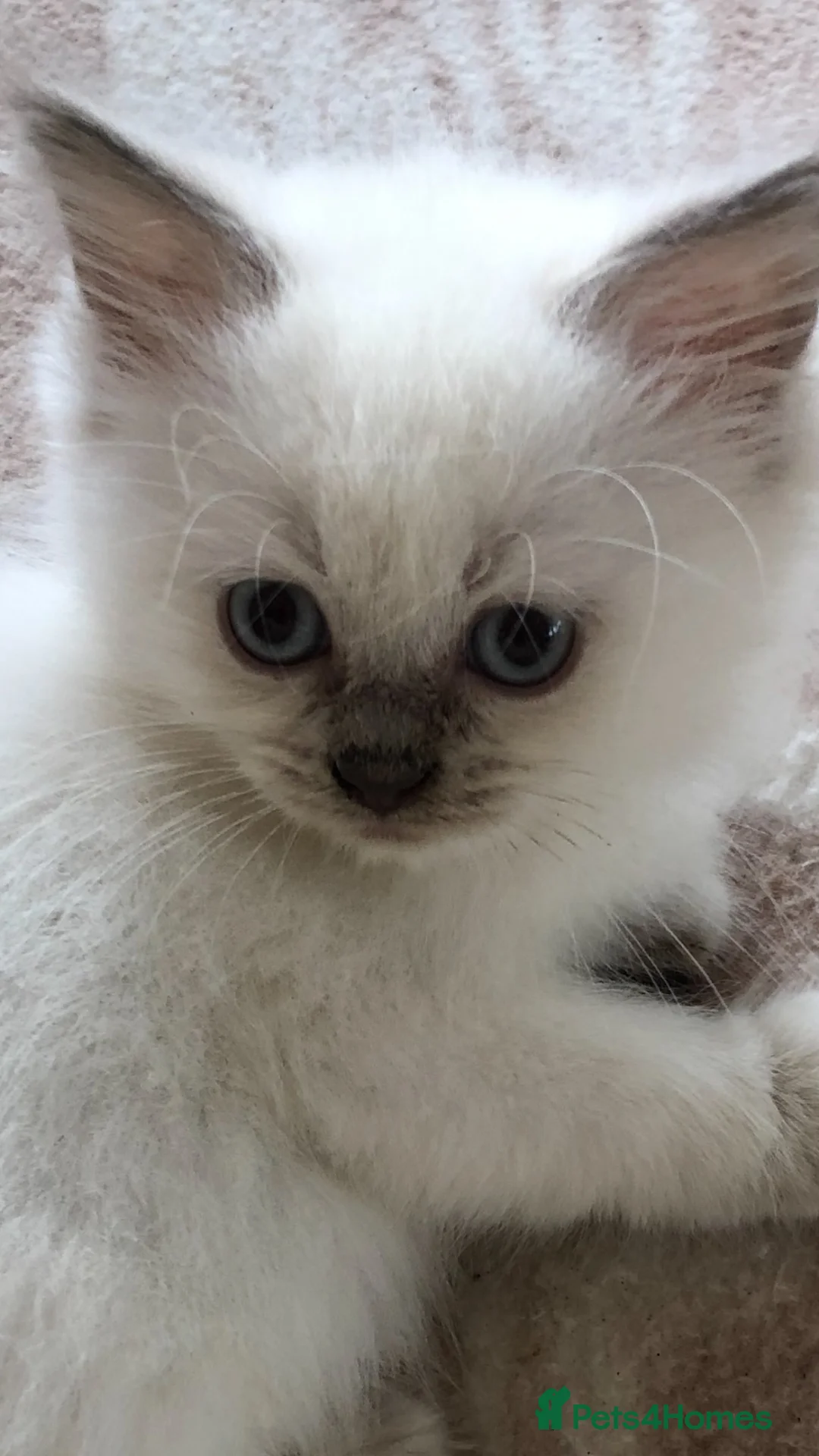 Ragdoll cats for sale: Adorable ragdoll kittens - Advert 1