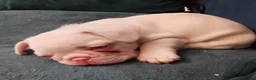 French Bulldog dogs for sale: Stunning French Bulldog puppies full pink husky in Spalding - Advert 30
