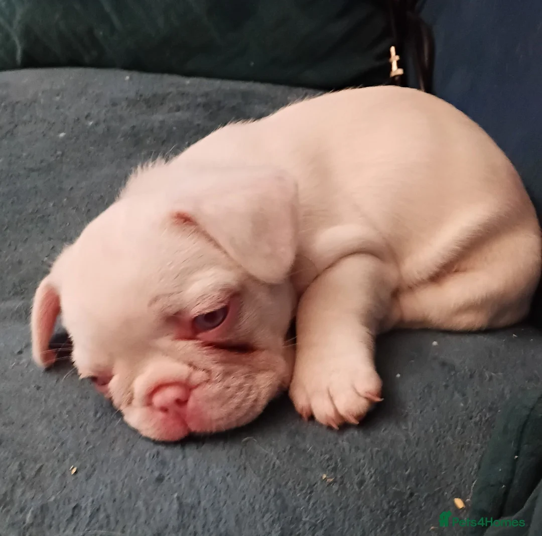 French Bulldog dogs for sale: Stunning French Bulldog puppies full pink husky in Spalding - Advert 30