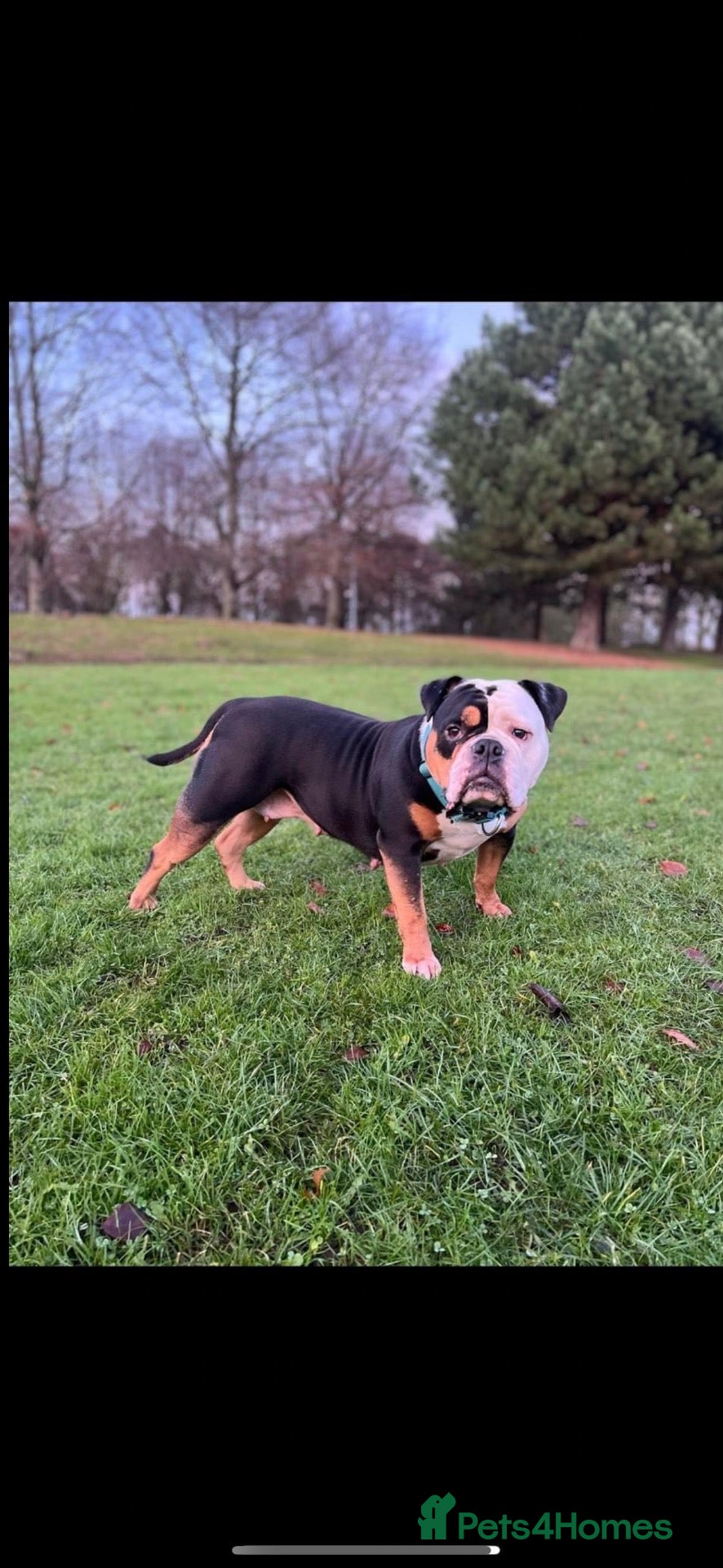 Old Tyme Bulldog dogs Margot Old Tyme Bulldog - Rehome  - Advert 1