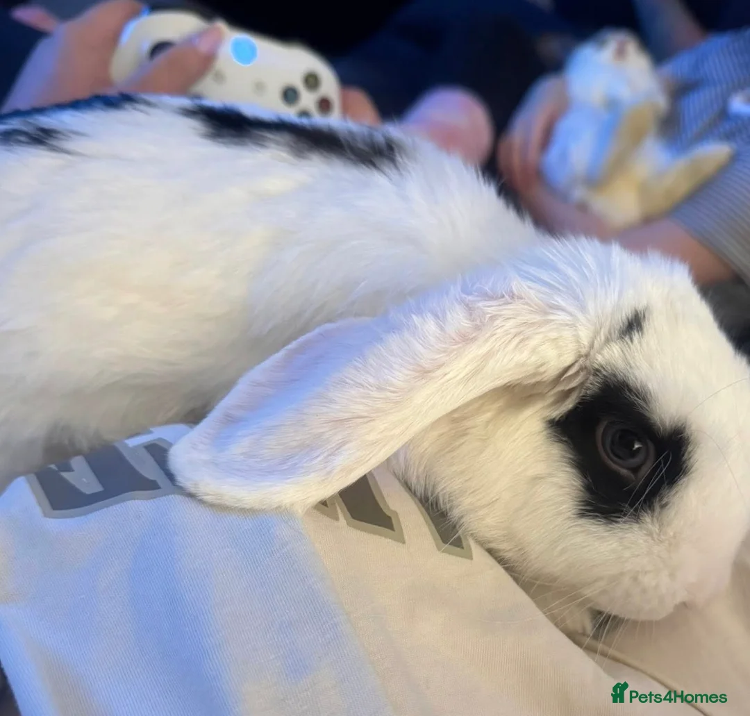 Mixed Breed rabbits for sale: 2 mix breed rabbits  - Advert 2